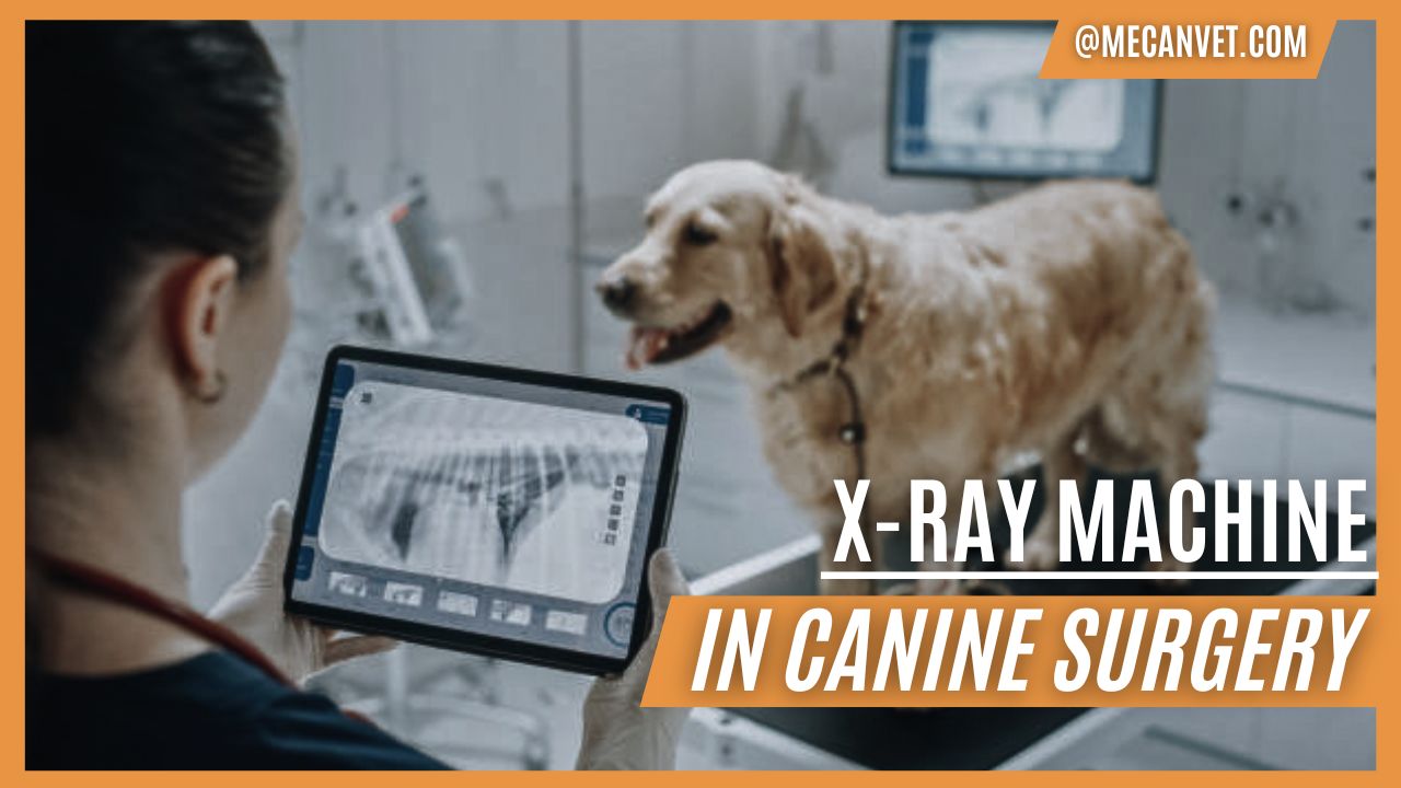 The Significance of X-rays in Canine Surgery